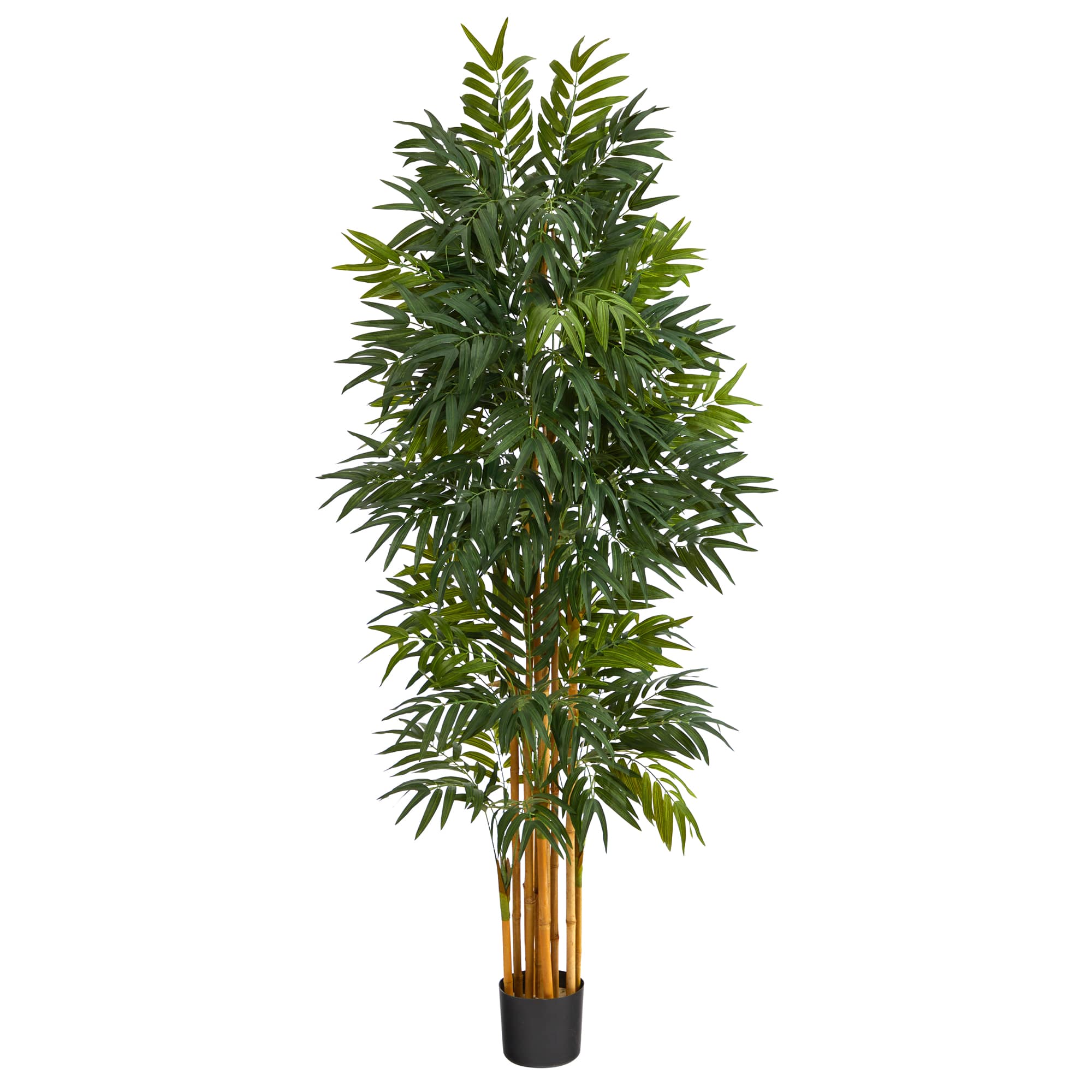 5.5ft. Potted Phoenix Palm Tree